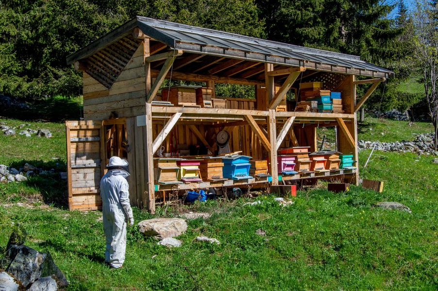 The life of mountain bees