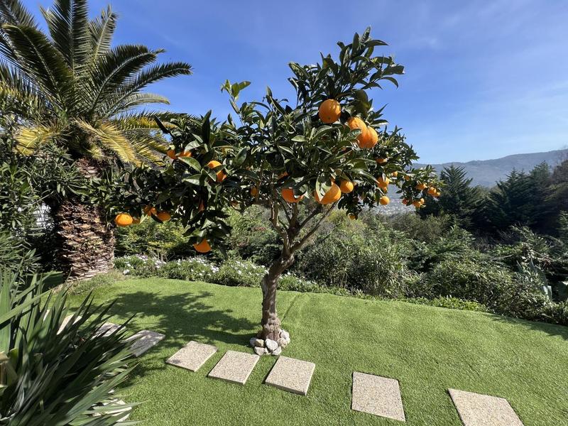 Villa palmeraie Nice® Aspremont 06 Oranger-Aspremont-Gîtes de France des Alpes-Maritimes