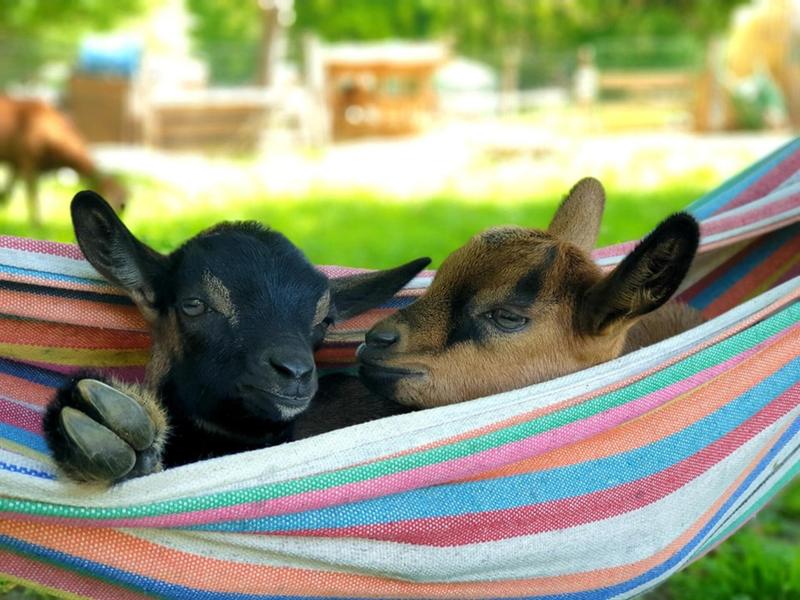 Visites et ateliers de la mini ferme d'animation Path'O Calme - Trept - Balcons du Dauphiné