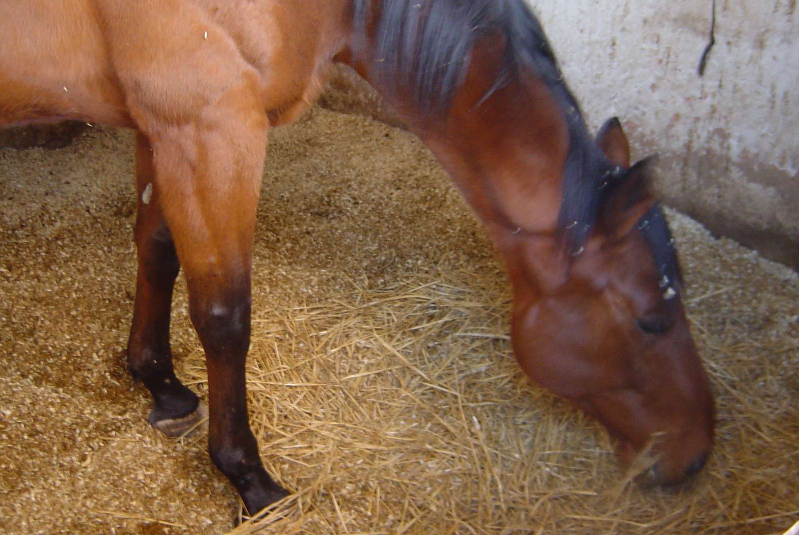 Club Hippique Marseille - Allauch - photo 2