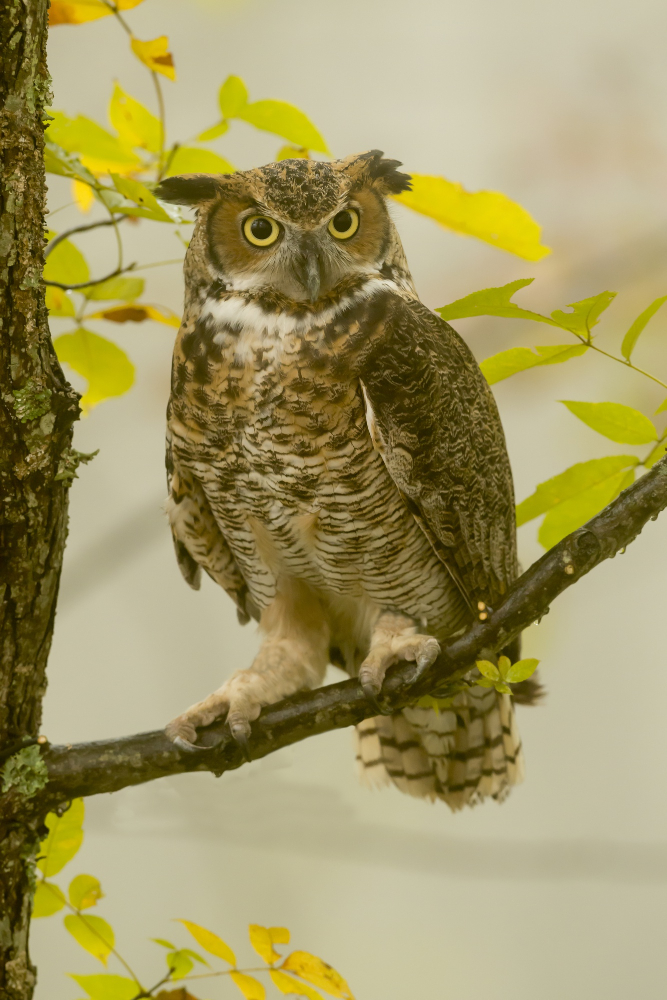 Balade au crépuscule, à la Découverte de l’Engoulevent d’Europe et du Hibou Grand-Duc