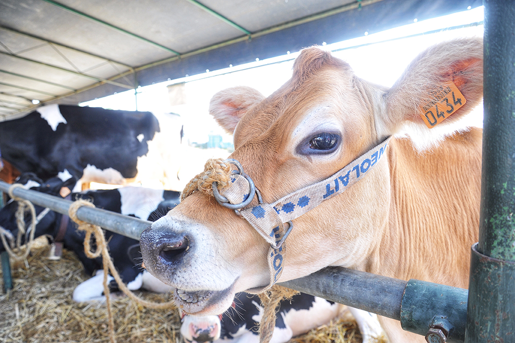 Foire de la Saint Barthélémy