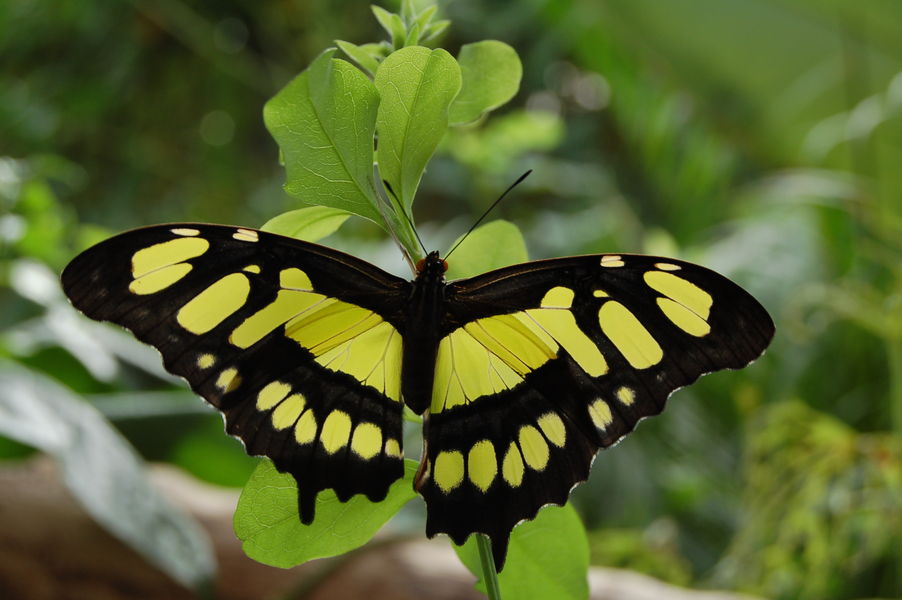 Papillon | Carbet Amazonien Papillon