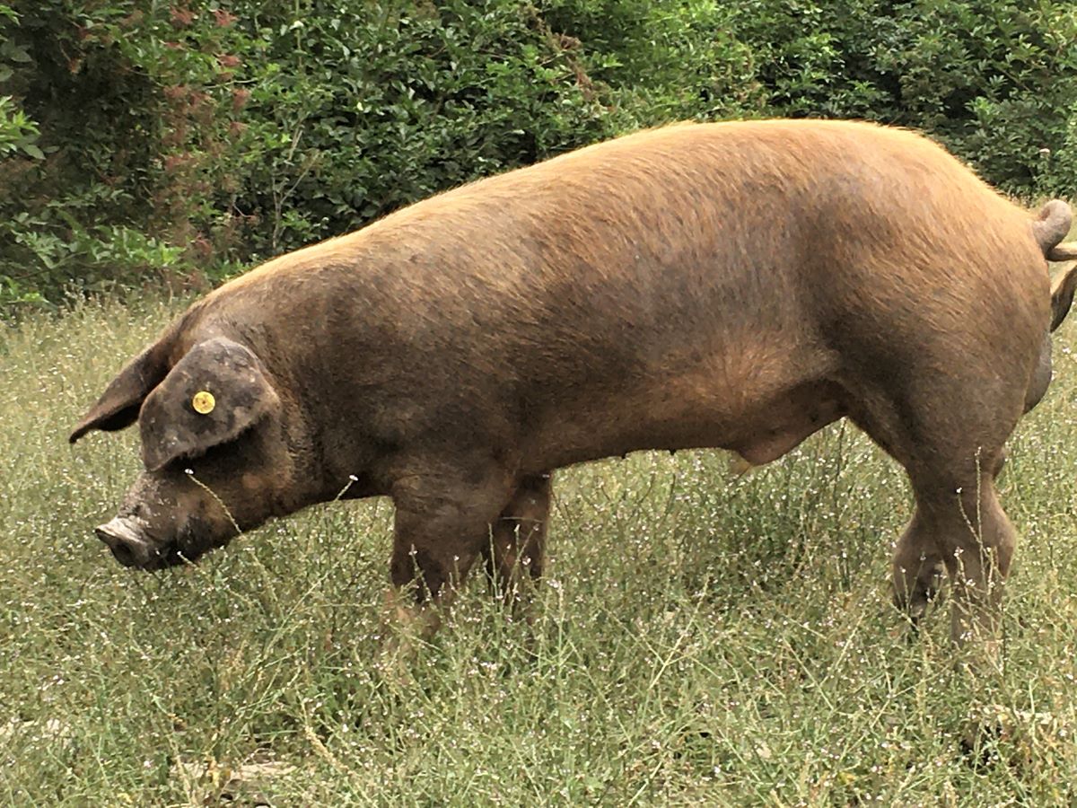 cochon