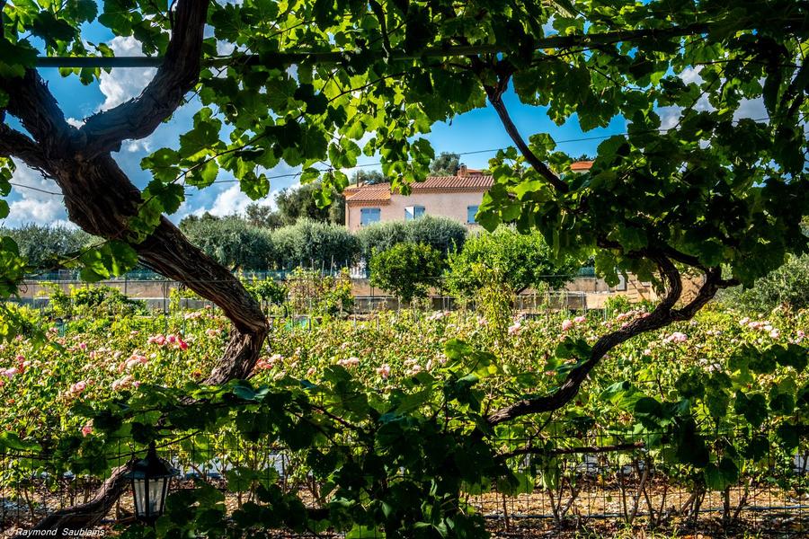 Gîte Chez Tante Jeanne-Vignes-Nice-Gîtes de France des Alpes-Maritimes