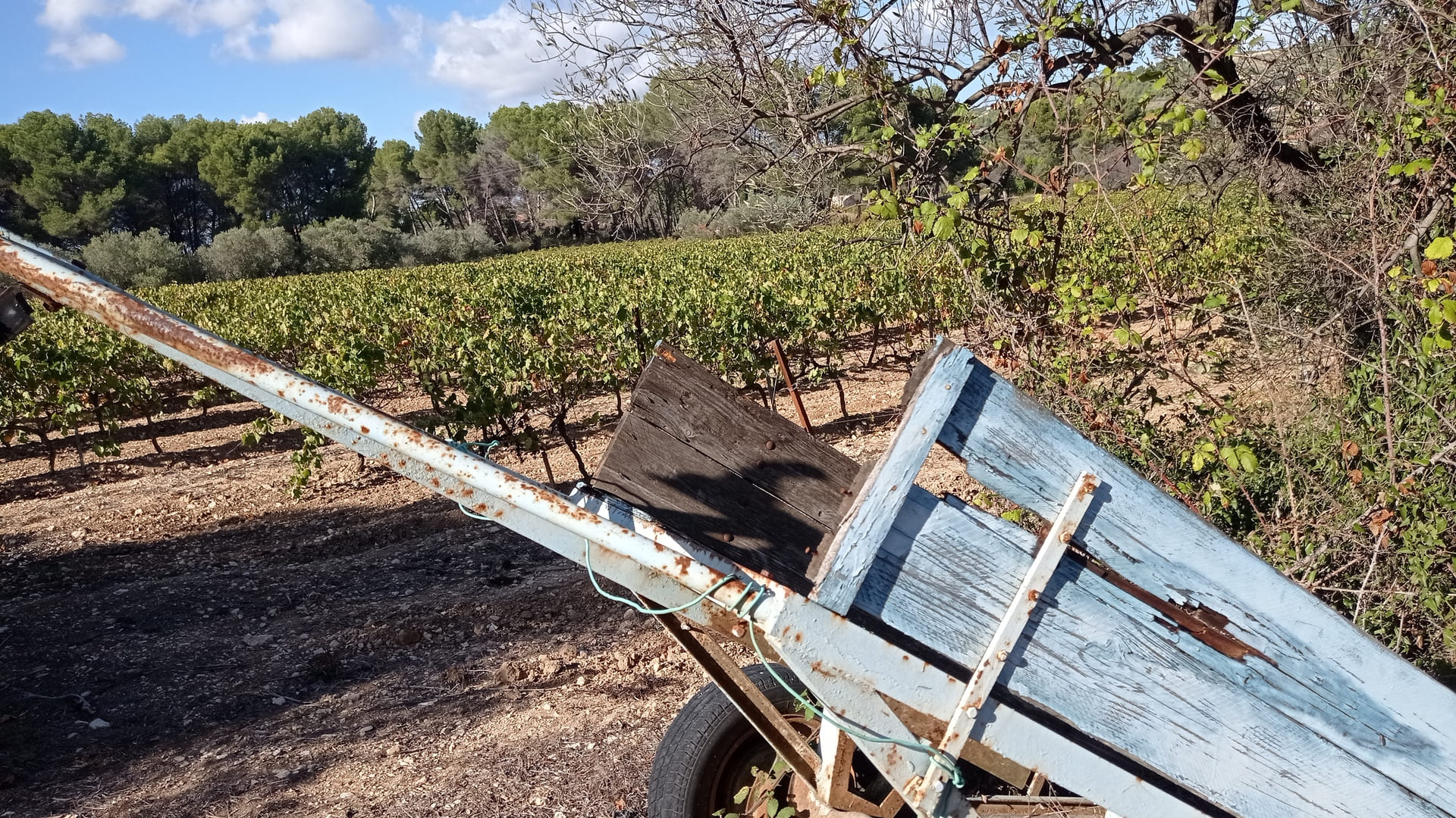 Sentier des vignerons - Boucle des cépages - photo 2