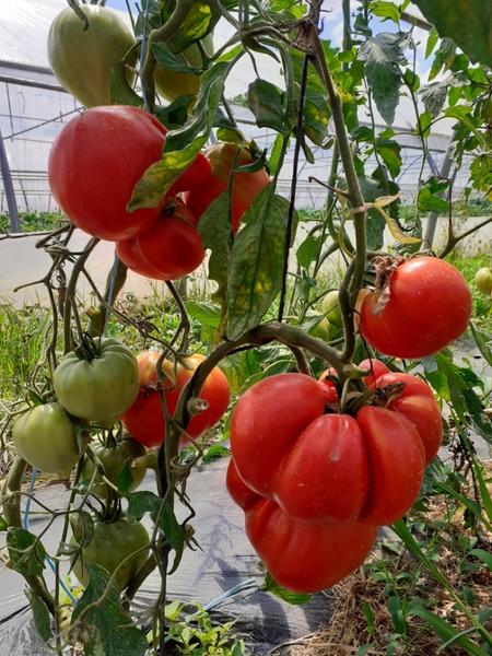 Tomates Coeur de boeuf