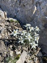 Pied d'edelweiss