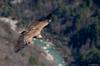 Découvrir les oiseaux et les chamois du Verdon_Castellane