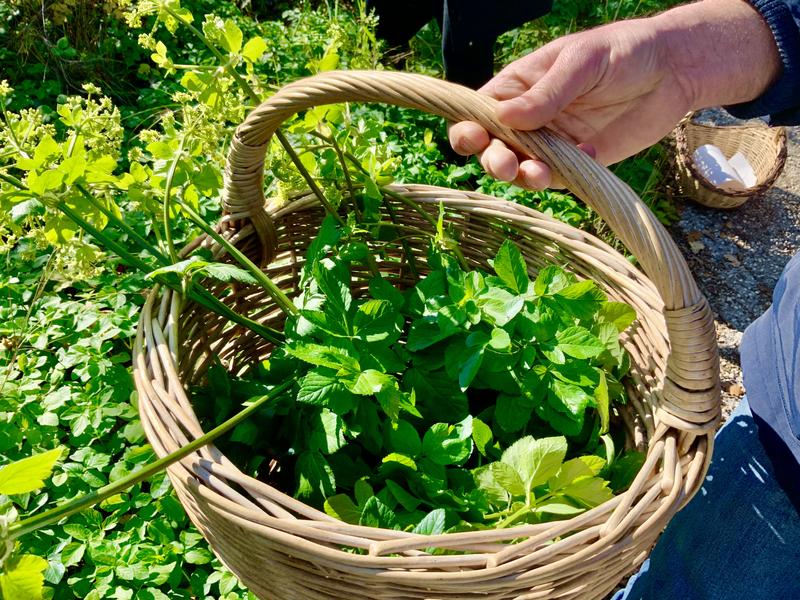 CUILLETTE DE PLANTES SAUVAGES