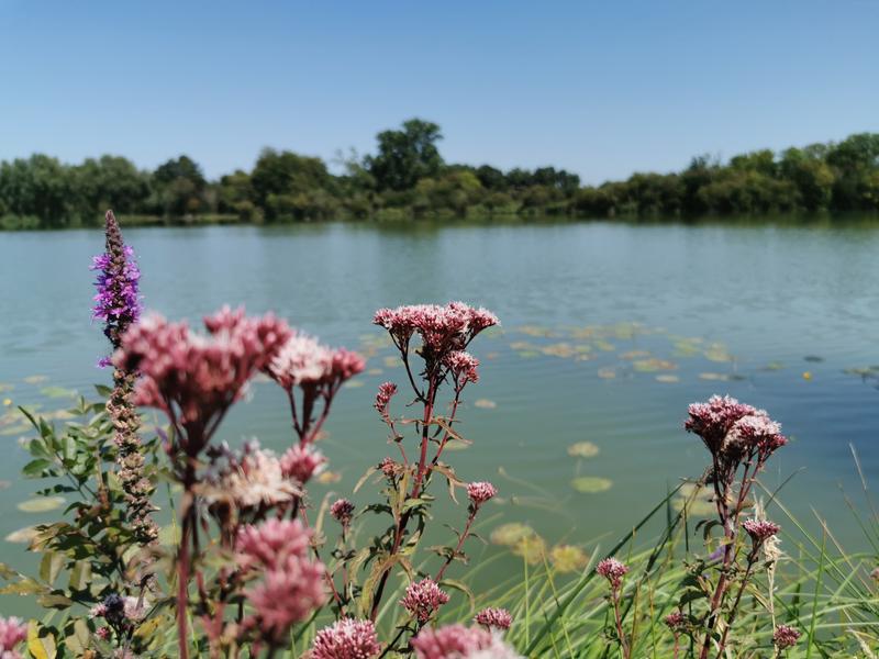 Lac de Frace à Aigrefeuille dAunis