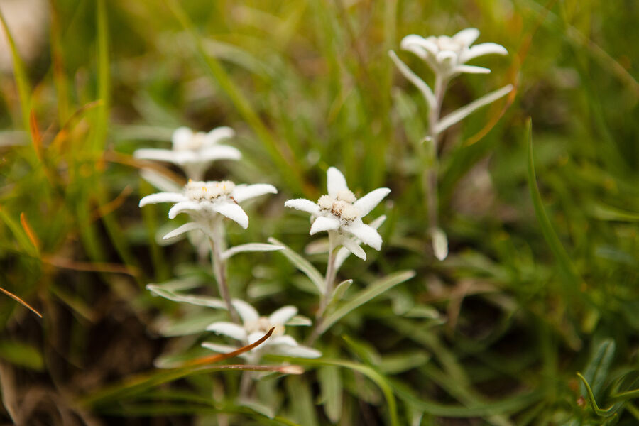 Edelweiss