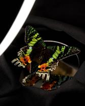 Atelier insectes : découvre, crée et émerveille-toi !_Arcon