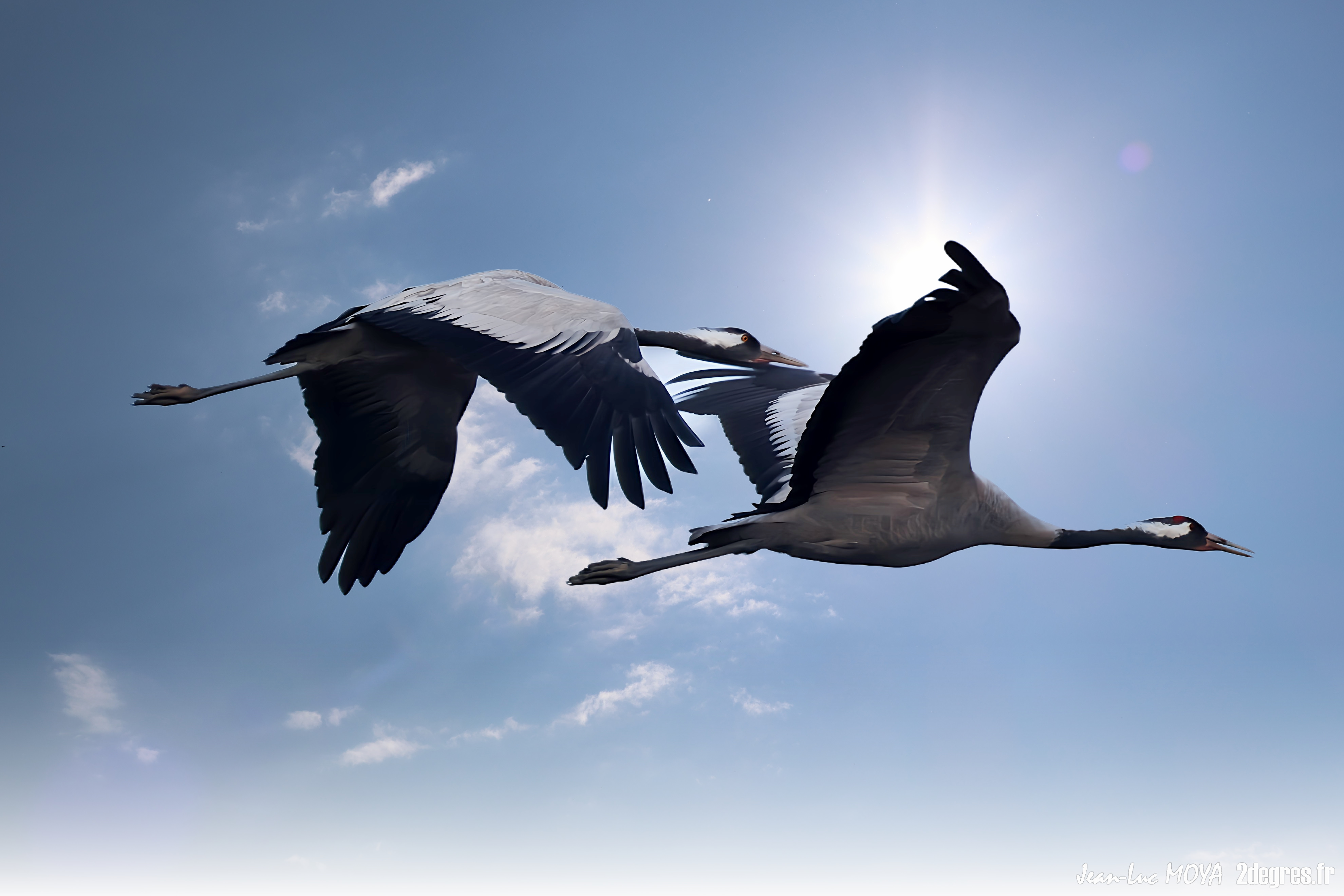 Le lever des grues cendrées