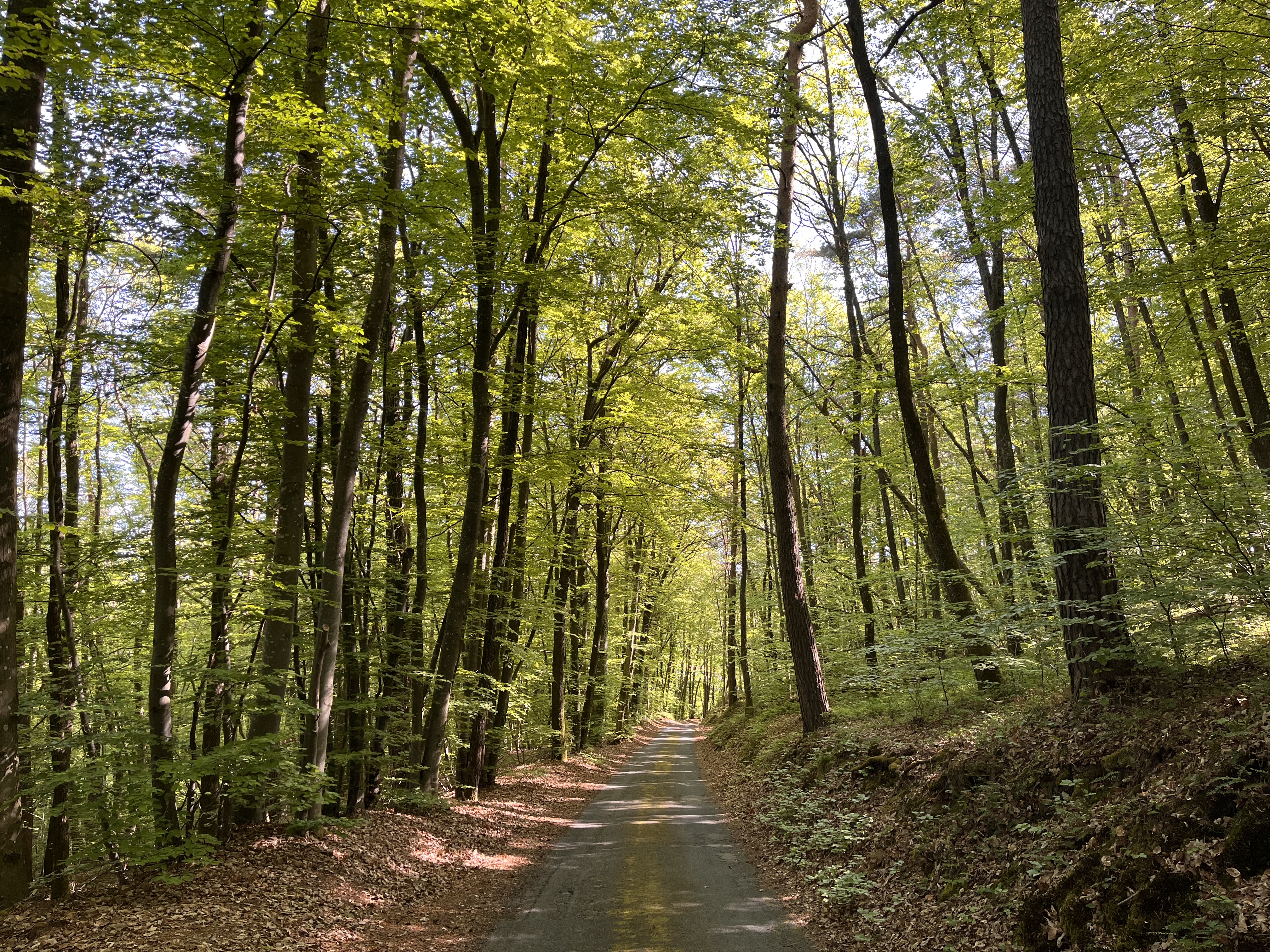 La forêt