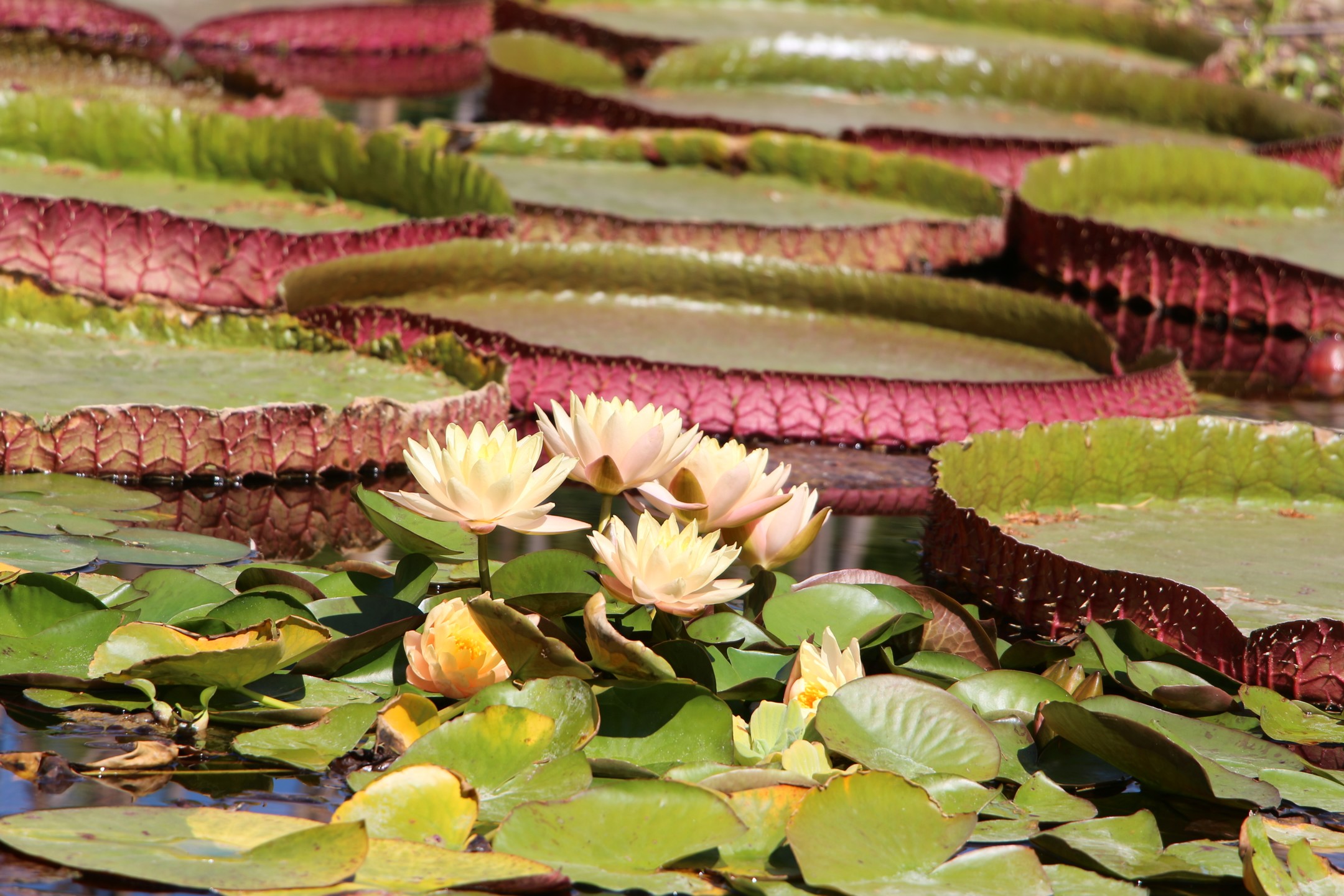 Bambous en Provence - photo 3