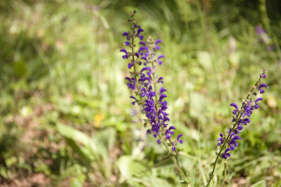 Vallon Sourn - Chateauvert - Correns