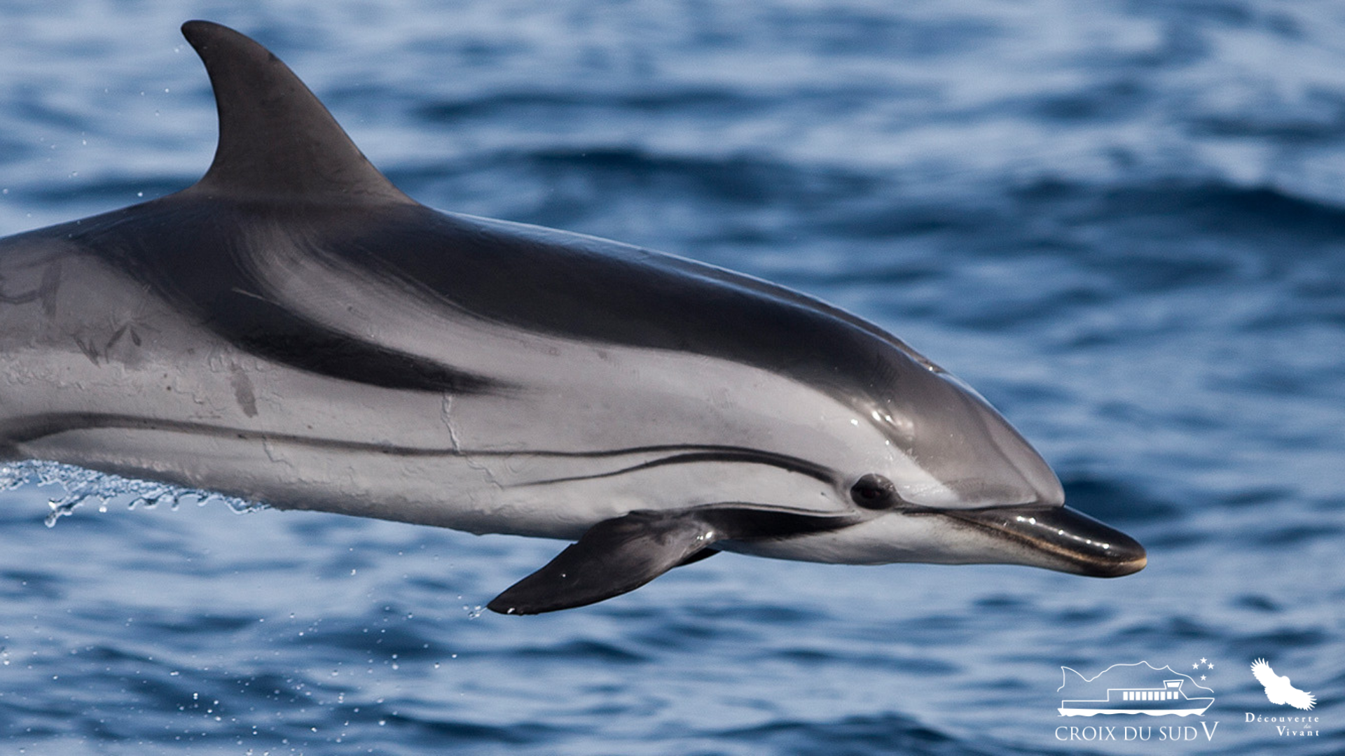 Croisière : Dauphins, après-midi