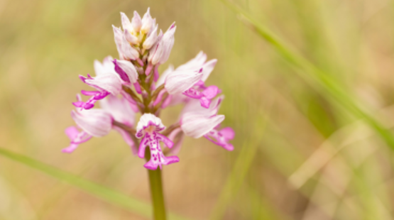 Balade naturaliste : les orchidées_Allex