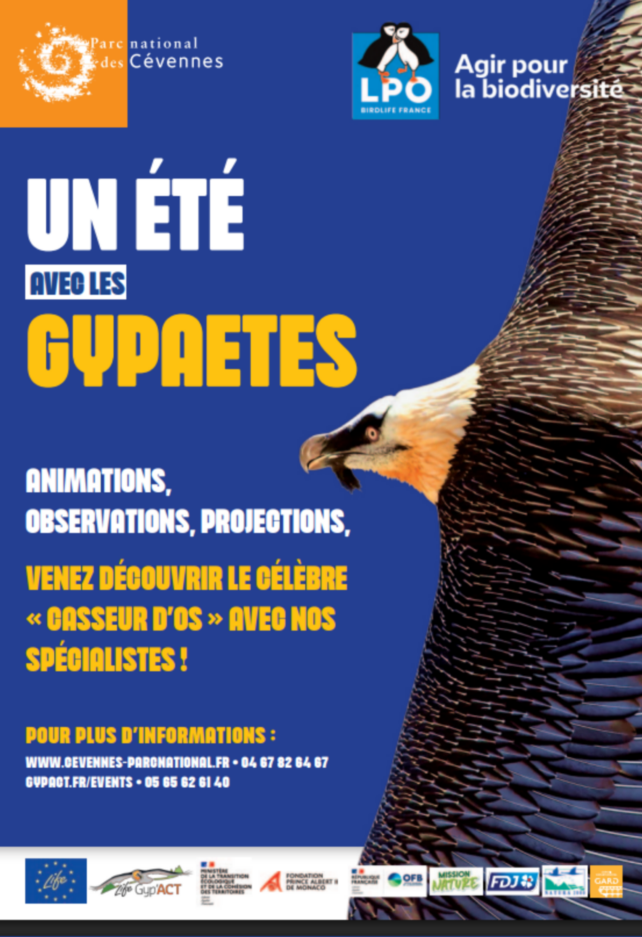 Sur les traces du Gypaète sur l’Aigoual_Dourbies