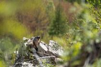 Marmotte
