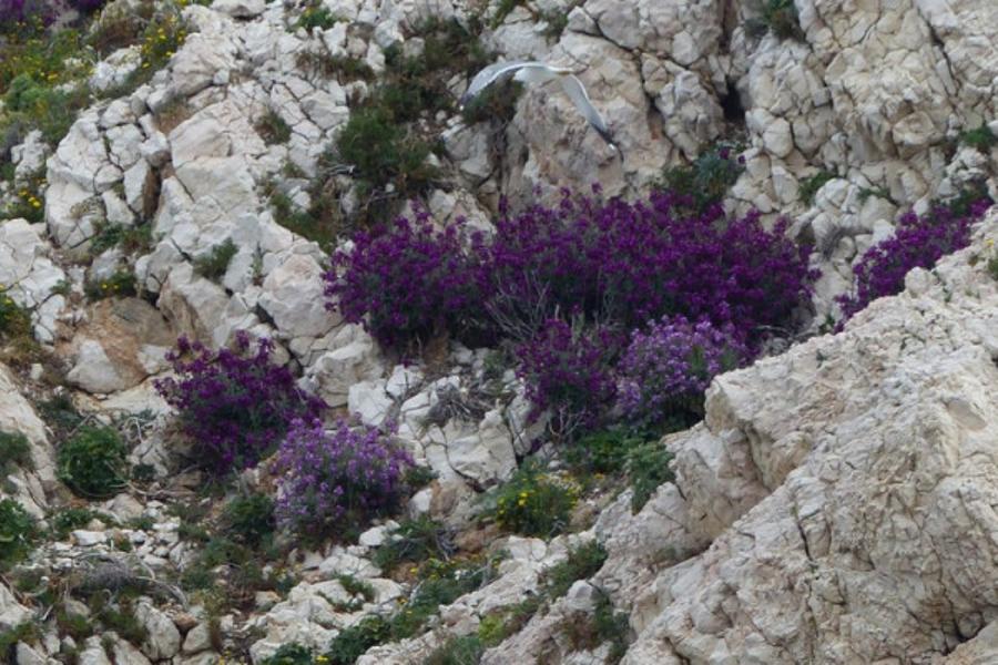 Circuit écologique 2h : la biodiversité des îles de Marseille