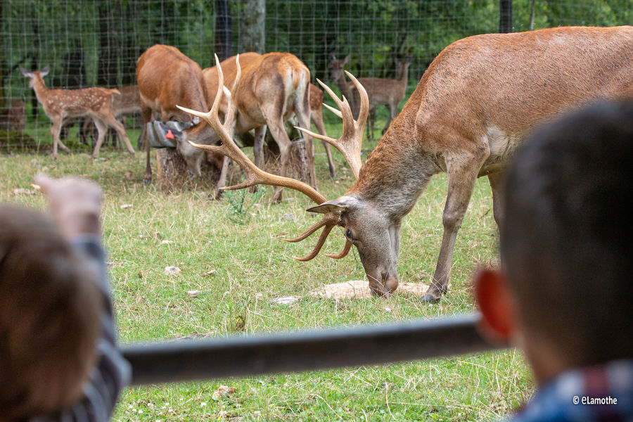 Visite de l'élevage de cerfs et goûter fermier