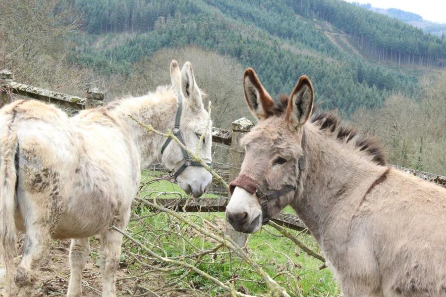 Grand Gîte - 15 personnes - \