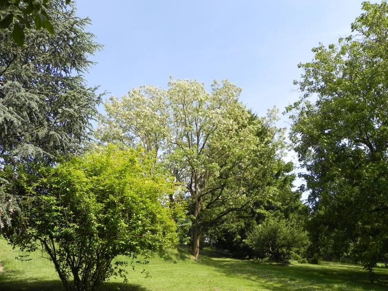 Le Gîte du Cèdre bleu à Ronno (Rhône - région Lac des Sapins): le parc commun.