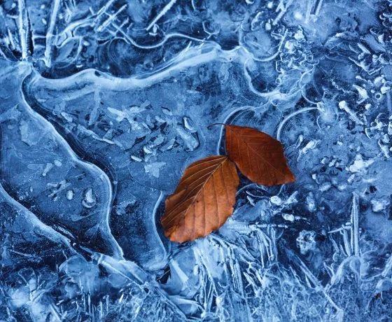 Rendez-vous Automne-Photographie Nature 25 octobre
