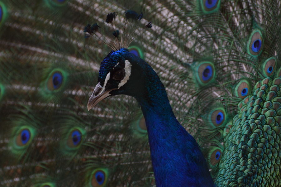 Paon bleu au Parc animalier Charles-Edouard Beltrémieux