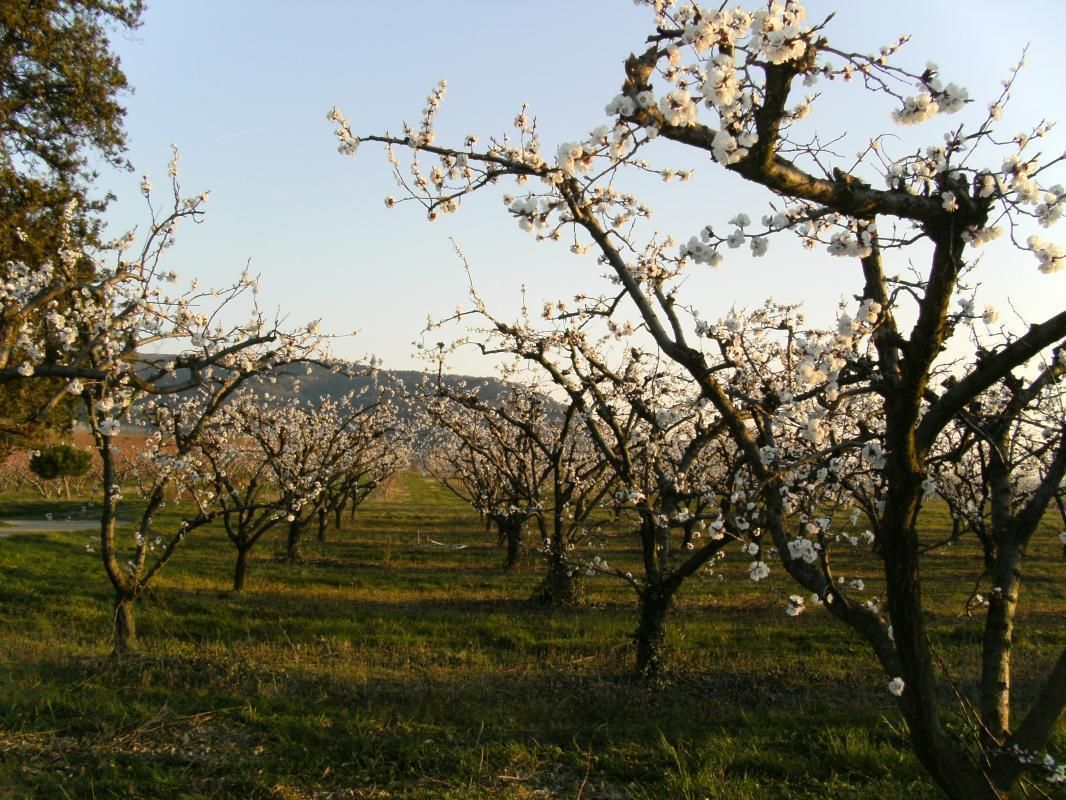Février/Mars : vergers en fleurs devant le gîte