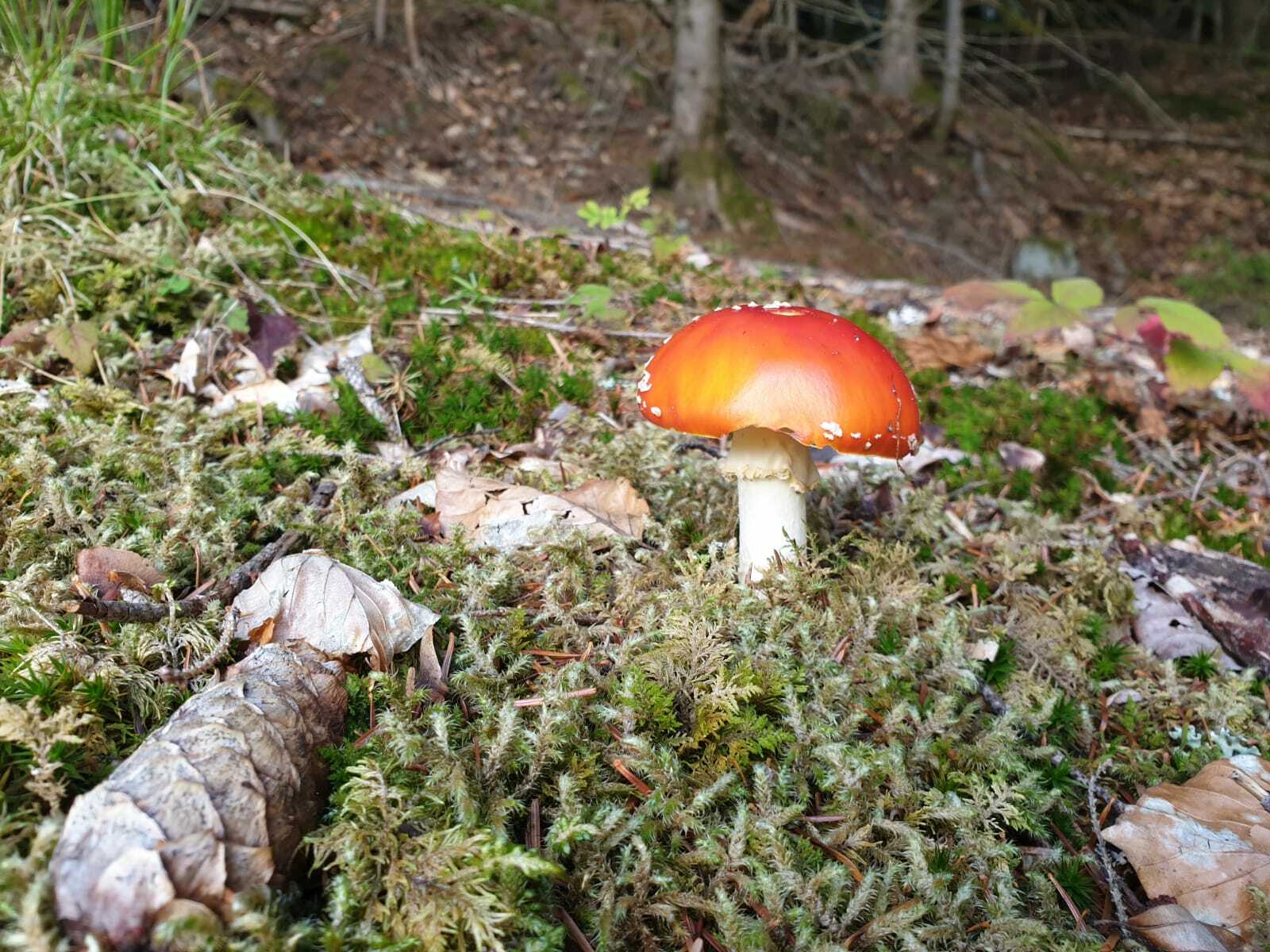 Balade mycologique - À la découverte des champignons