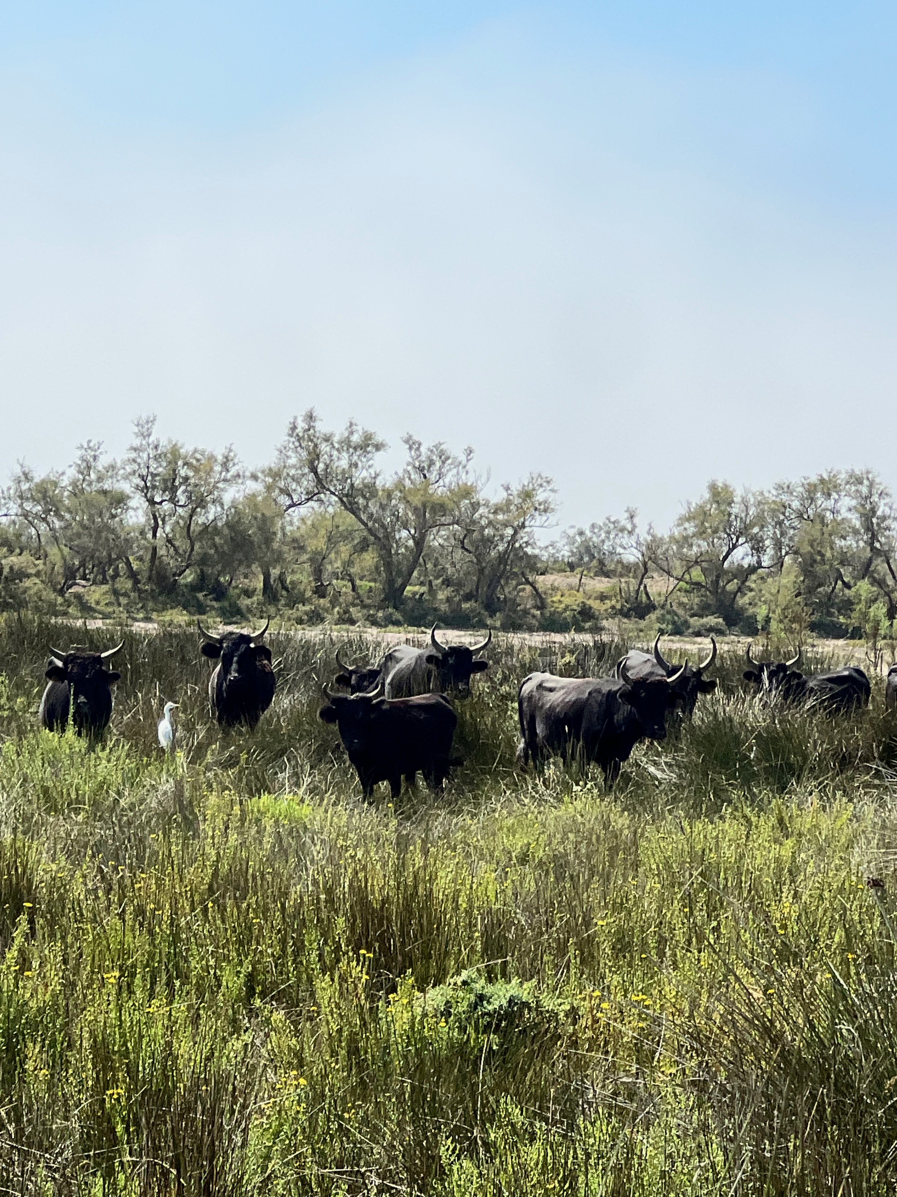 Le Petit Train Camarguais, Saintes-Maries-de-la-Mer - photo 8