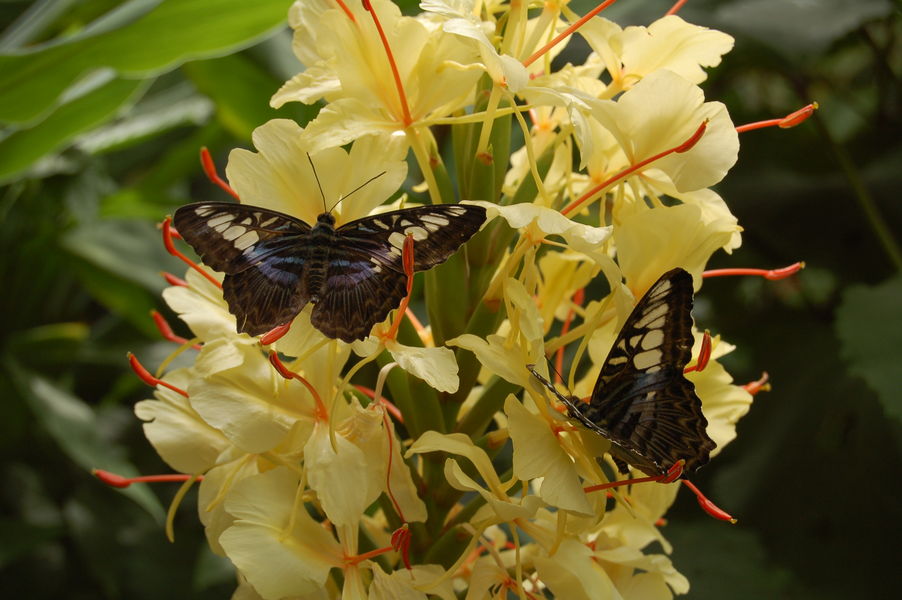 Papillons | Carbet Amazonien Papillons