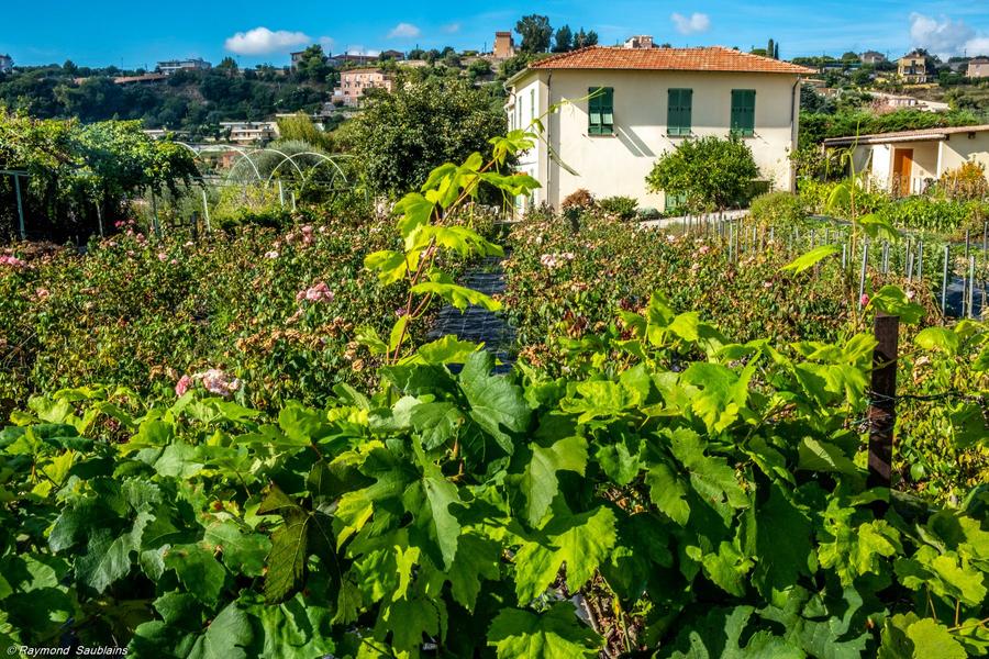 Gîte Chez Tante Jeanne-Vignes-Nice-Gîtes de France des Alpes-Maritimes