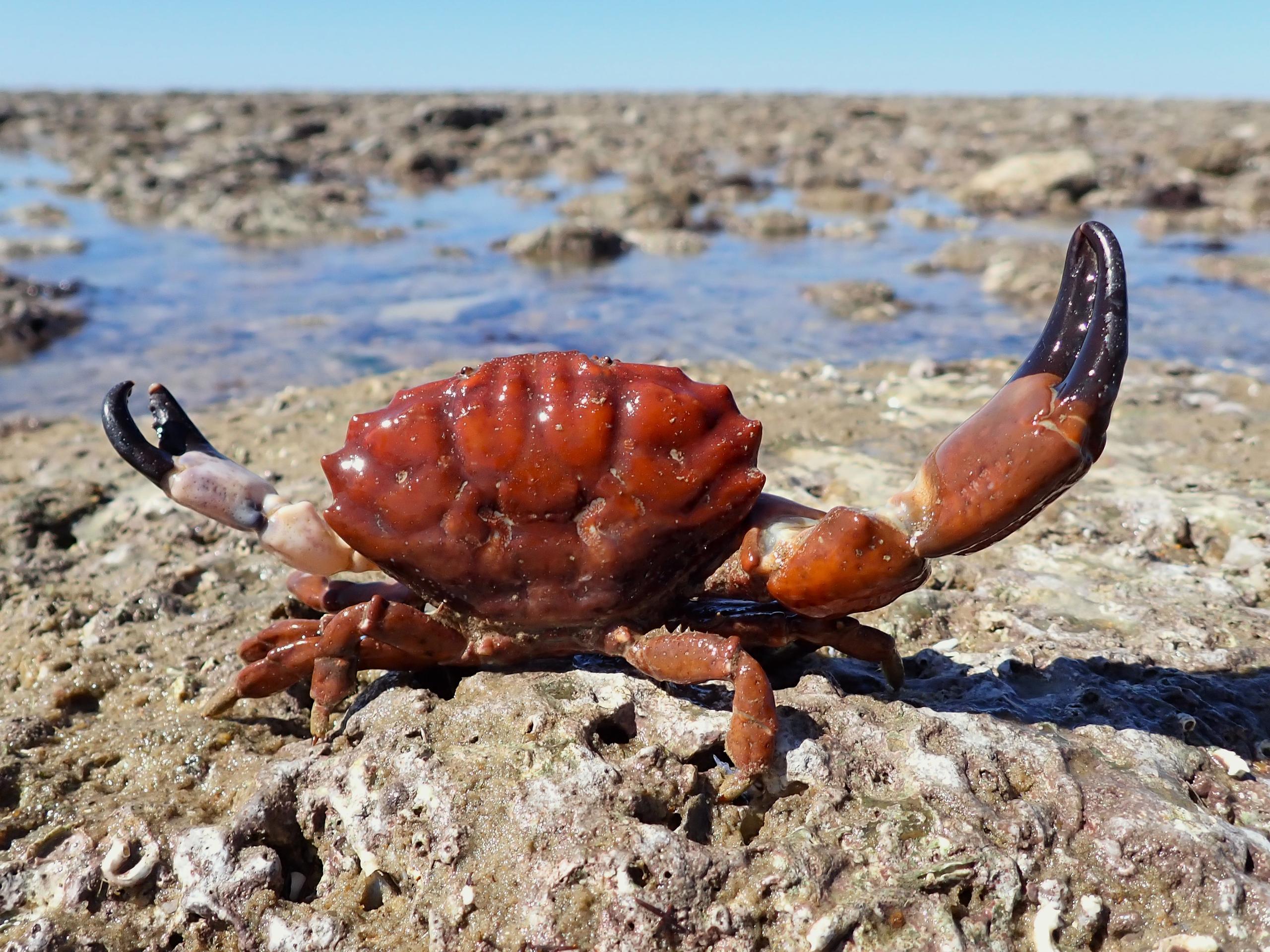 Découverte de la Biodiversité de l'estran rocheux à la pointe de Chassiron