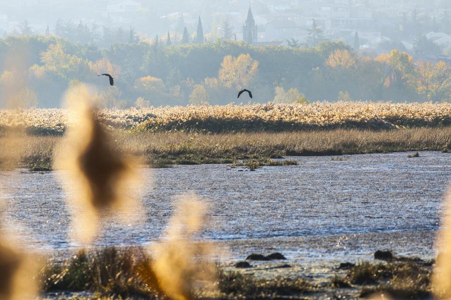 Réserve Ornithologique de Haute-Provence ©Thibaut Vergoz