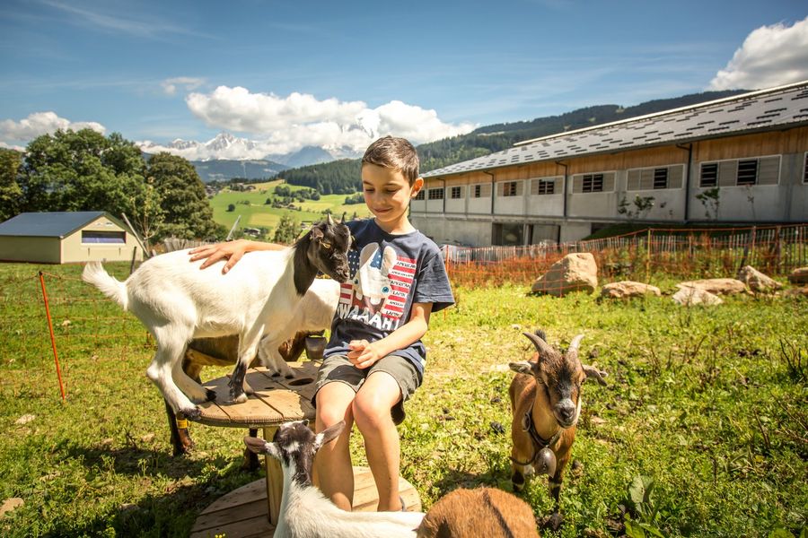 Chèvre naine - Ferme 