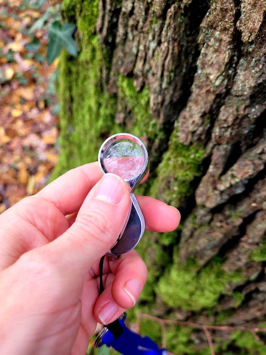 Du00e9couverte sensorielle des arbres