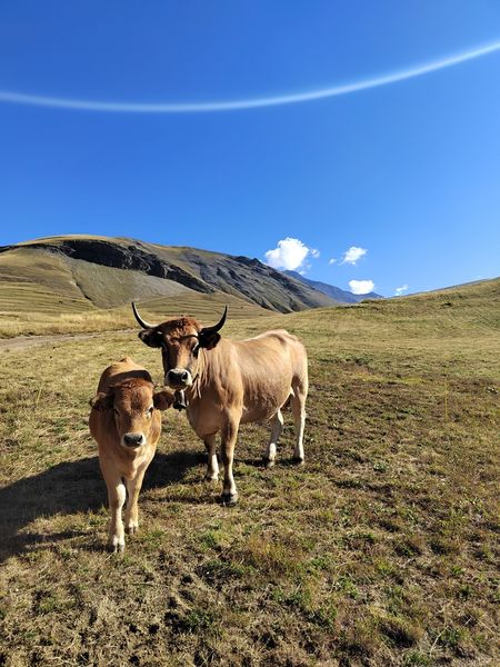 Vache Aubrac à la Grave Pays de la Meije.jpg - © ©E.LEFEBVRE
