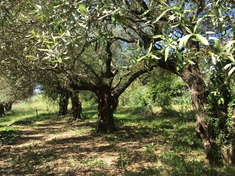 Visit the olive grove and honey house of the Oliveraie de la Bastide