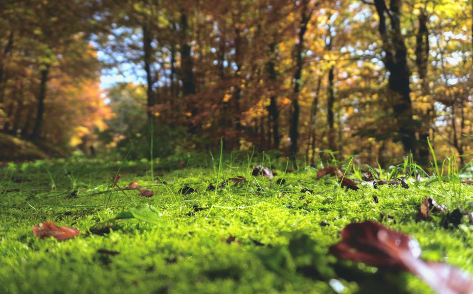 Biodiversité - Les ancêtres de la forêt, au service de la vie