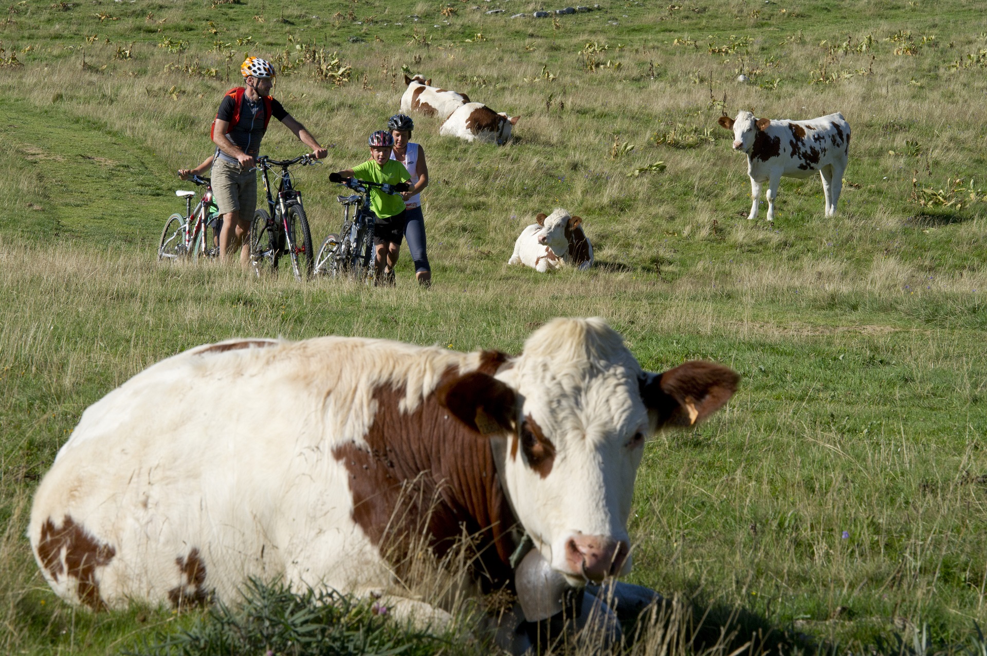 Parcours VTT 31 bleu - Les fermes de Retord - Espace FFC Ain Forestire