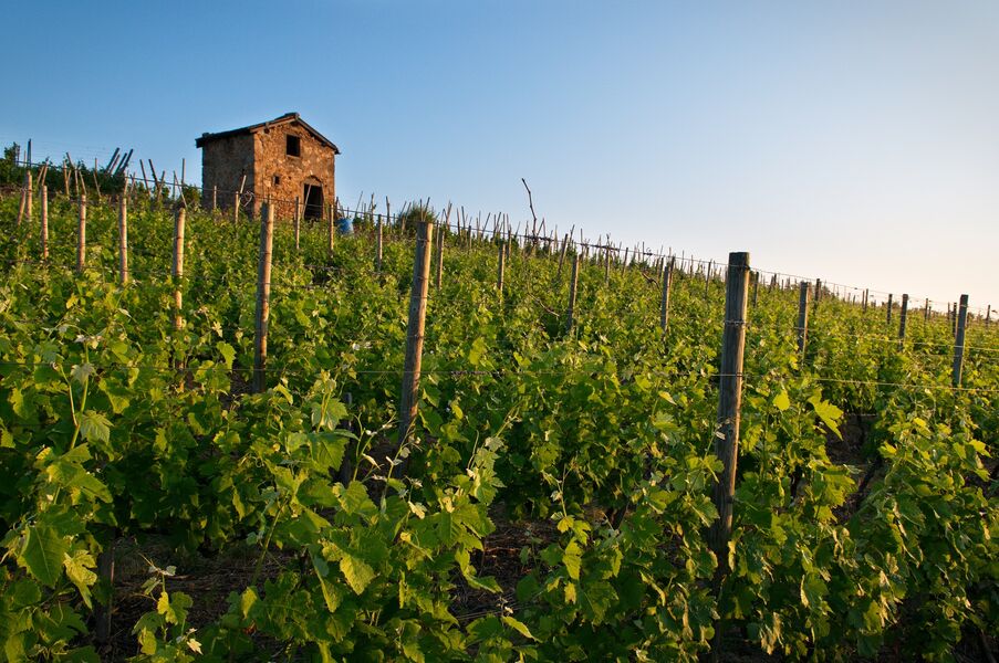 Sentier dans les vignes autour d'Ampuis