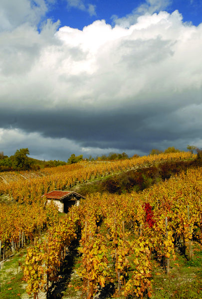 Cave Olivier DUMAINE