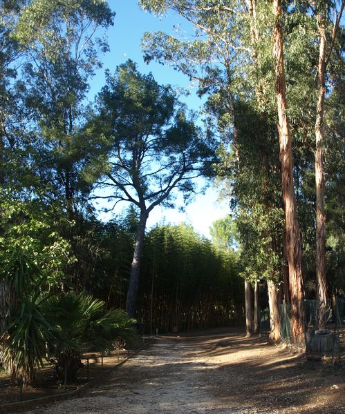 Allée bambou au Jardin Zoologique Tropical à La Londe les Maures