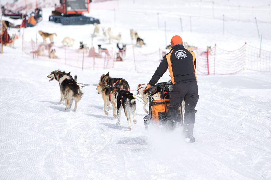 aussois-husky-adventure-chiens-de-traineau