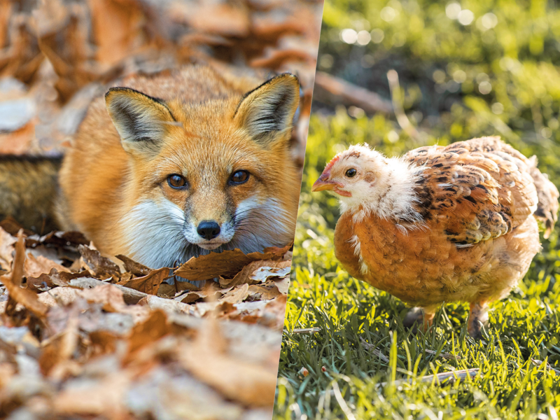 Panique dans le poulailler avec Goupil Le Renard à la Ferme du Naray