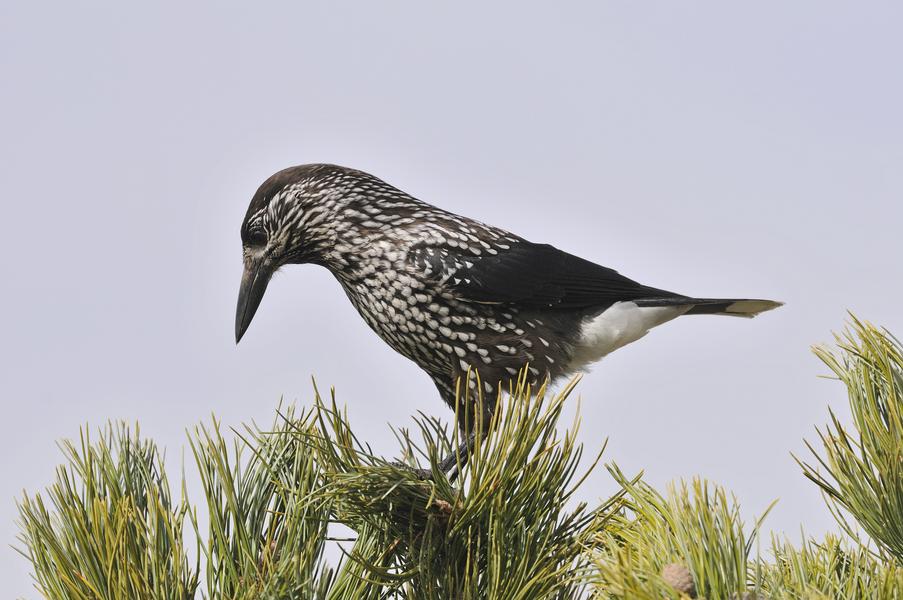 Découverte des oiseaux d'altitude